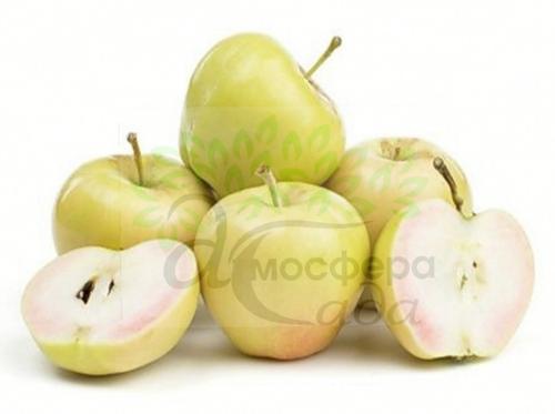 Яблоня красномясая Пинк Перл 